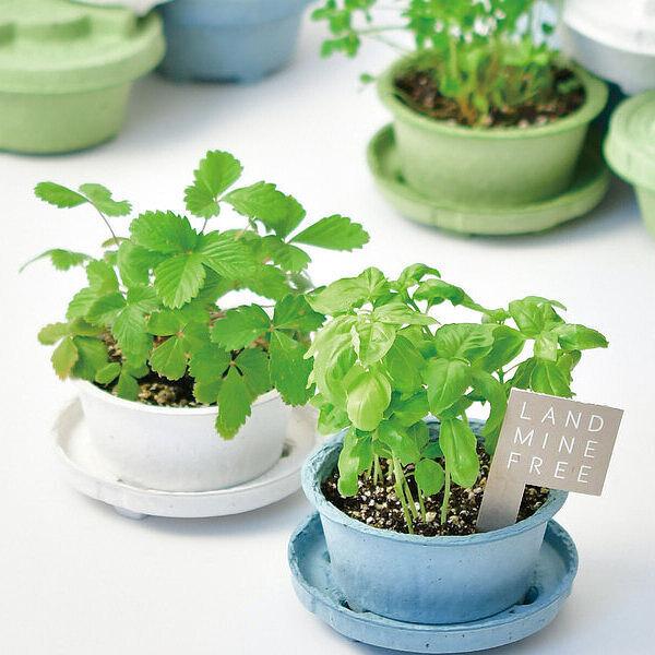 プランツマイン ピースブルー バジル : スマートギフト Yahoo!店