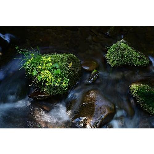 タムロン (TAMRON) 70-300mm F/4.5-6.3 Di III RXD A047 ニコンZ |  | 01