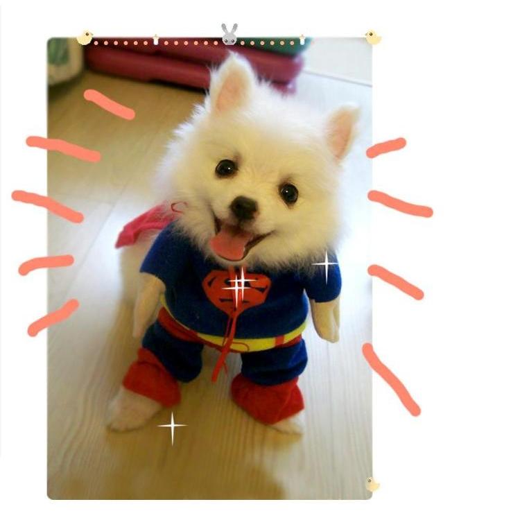 ドッグウェア 犬服のトレーナー ワンちゃんがスーパーマンに変身 Sdj15 スマイル静岡 通販 Yahoo ショッピング