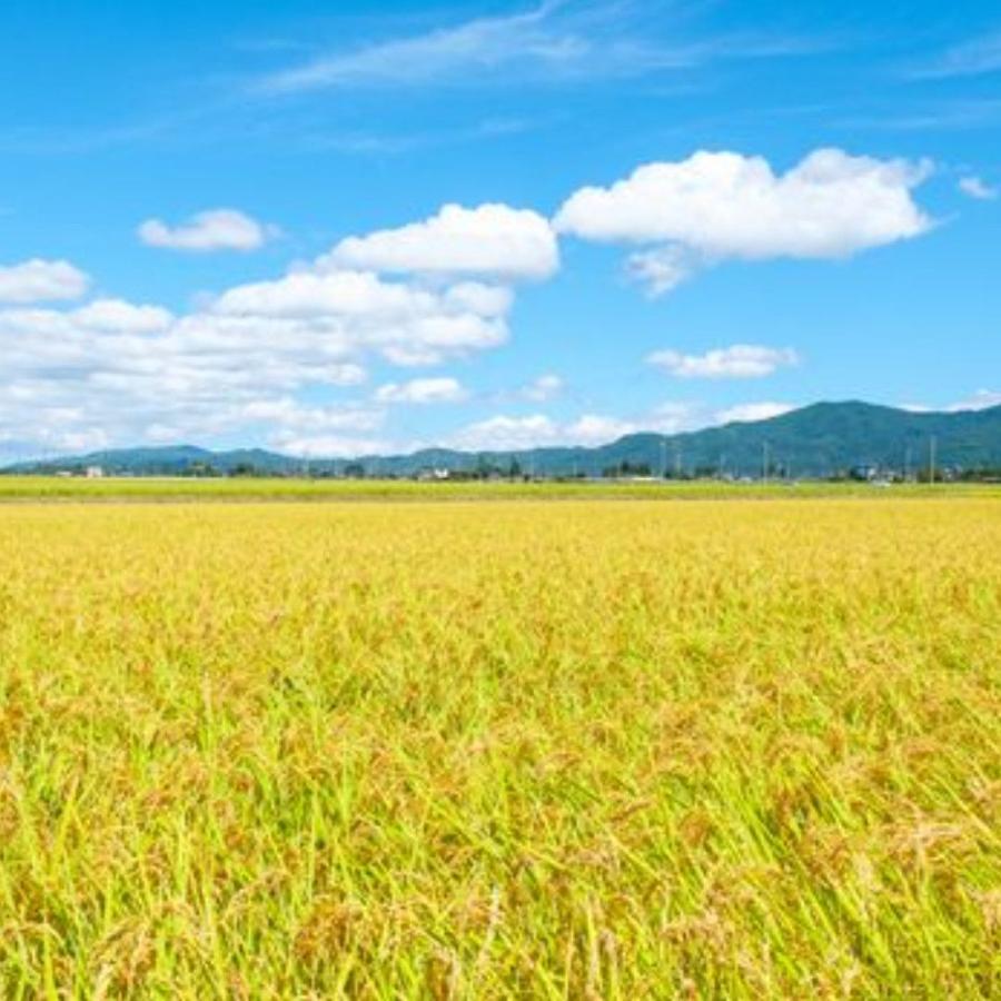 新米】【白米】【精米】岡山県新見市産こしひかり 20kg (5kgx4袋) 令