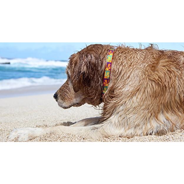 ワンタッチ首輪【クレイジーデイジー柄】Lサイズ（38〜64cm） 18mm幅 LUPINEルパイン 379C15スマイルドッグ愛犬グッズ