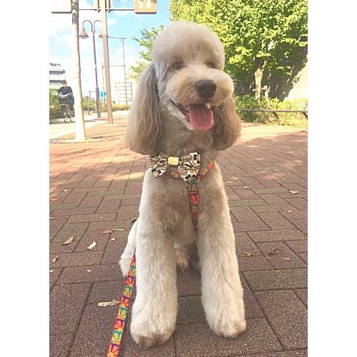 ハーフチョークカラー Mサイズ・クレイジーデイジー柄 36〜50cm LUPINE ルパイン アメリカ製 Crazy Daisy