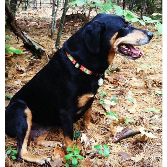 ハーフチョークカラー Mサイズ・クレイジーデイジー柄 36〜50cm LUPINE ルパイン アメリカ製 Crazy Daisy