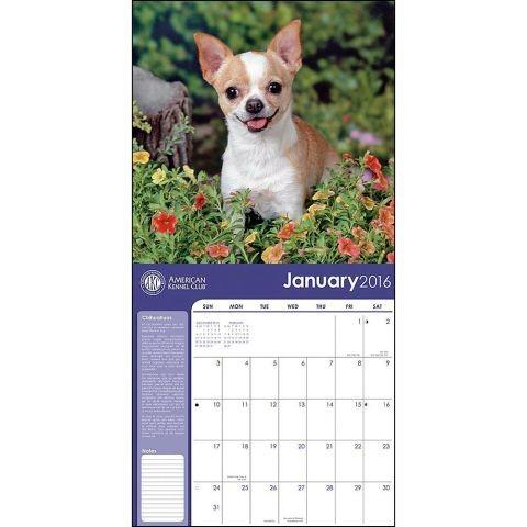 Akc チワワ 16年カレンダー アメリカ直輸入 新品 C186 スマイルドッグ愛犬グッズ専門店 通販 Yahoo ショッピング