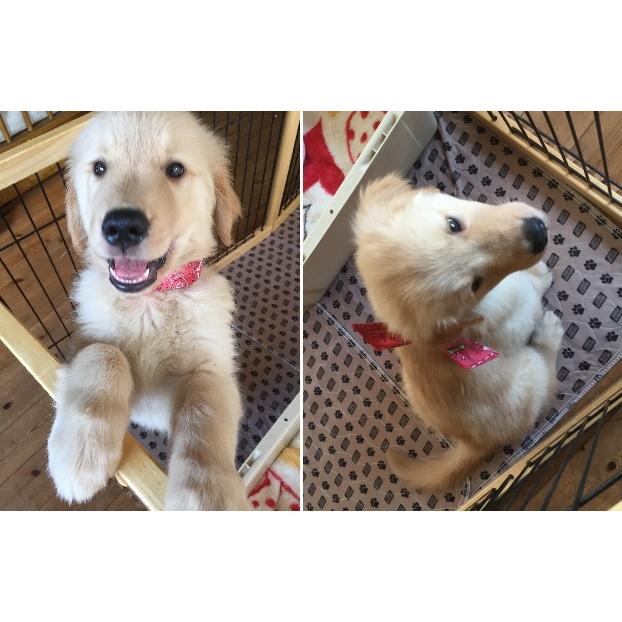 ミラクールバンダナ レッド ペイズリー柄 犬でも人でも使えます F02 スマイルドッグ愛犬グッズ専門店 通販 Yahoo ショッピング