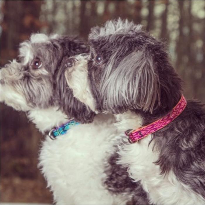 ハーフチョークカラー・Sサイズ・18mm幅 アルペングロー Alpen Glow柄