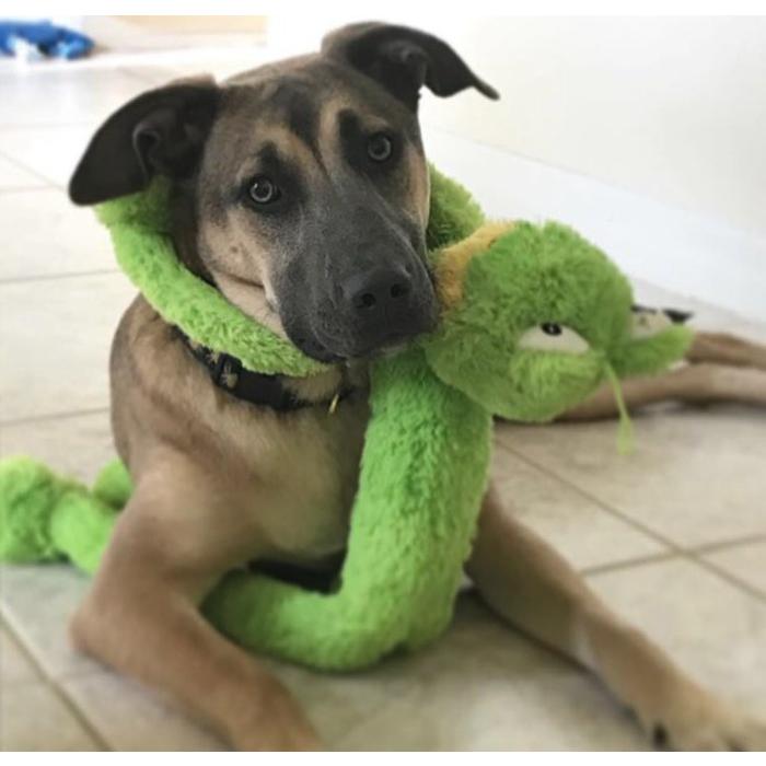 超ロング 76cm カエル 犬用ぬいぐるみ MULTIPET Swingin' Slevins Frog