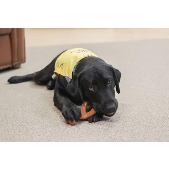 21春夏新色 ナイラボーン ウィッシュボーン ジャイアントサイズ バイソン風味 Witravel It