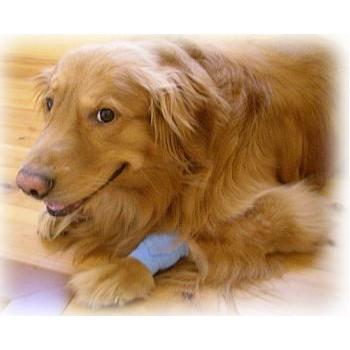 Pet Flex ペットフレックス包帯 ５ｃｍ幅 サファリ ゼブラ バンテージ P2sz スマイルドッグ愛犬グッズ専門店 通販 Yahoo ショッピング