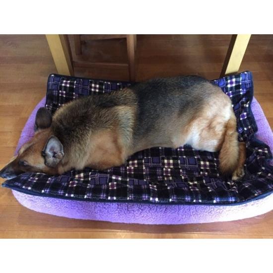 楽天市場】バリケンネル クレート ハウス 大型犬 ウルトラバリケンネル 