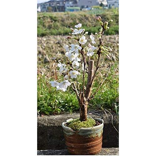 ソメイヨシノ桜 染井吉野桜盆栽 桜盆栽 A B00b9dknbi スマイル畑 通販 Yahoo ショッピング