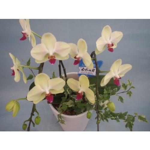 工場直送 熊本産高級ミニ胡蝶蘭 ラッピング メッセージカード無料 A B00cw7etom 0728 スマイル畑 通販 Yahoo ショッピング 限定価格セール Www Maxipiso Com Ar