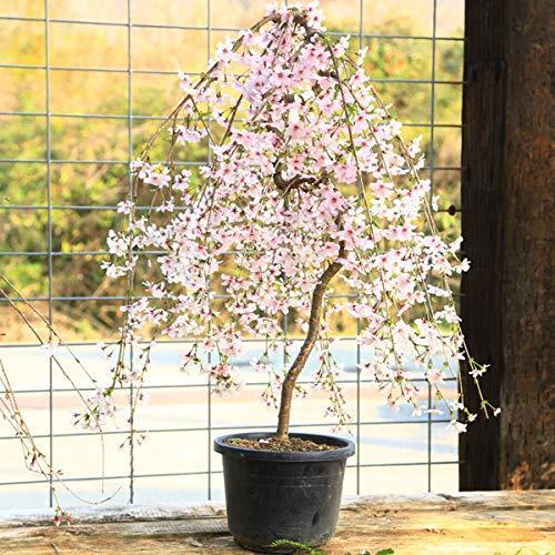 送料無料 庭木 桜 しだれ富士桜 一重しだれ桜 売れ筋 Kuljic Com