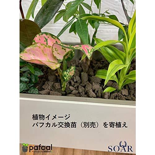 ミドリエ 土を使わない 室内 底面給水 プランターz504 パフカルソイルセット A B08sl3yr スマイル畑 通販 Yahoo ショッピング