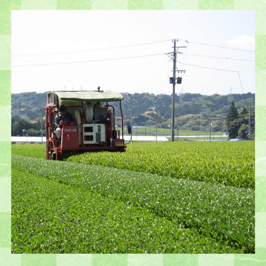 お茶 大井川茶園 茶工場自慢の知覧茶 150g×3個 | 緑茶 煎茶 鹿児島県産 鹿児島 知覧茶 国内産 国産｜smilespoon｜08