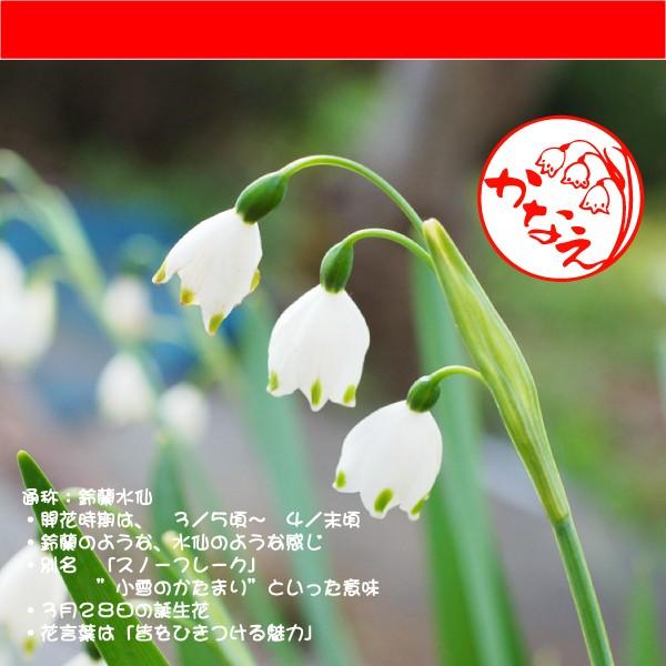 鈴蘭水仙スノードロップ 季節の花紋 ケース無 本柘印鑑10 5 12ミリ横浜で実店舗ハンコ屋 印鑑銀行印 花 花紋 印鑑 はんこ ハンコ 認印 銀行印 選べる 訂正印 Kisetsuhontuge1012 印鑑とハンコケースの花紋印章 通販 Yahoo ショッピング