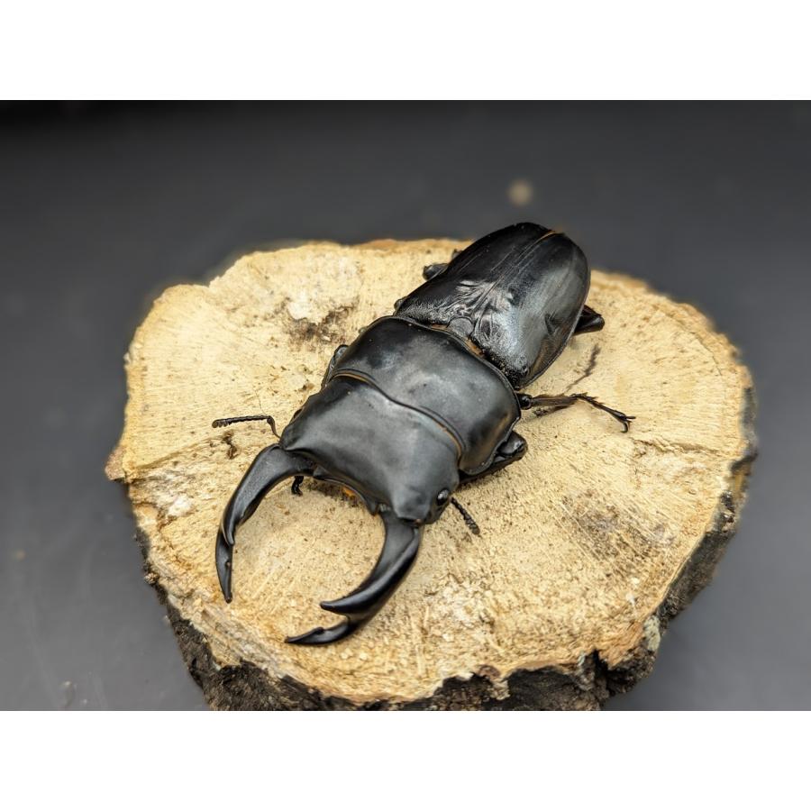 オオクワガタ成虫♂81〜82ミリ♀Freeペア 能勢YG血統 : SMIS - 通販