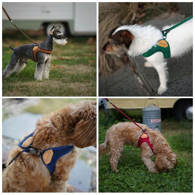 CHARLIE’S BACKYARD イージーハーネスL、イージーリーシュセット CHARLIE'S BACKYARD チャーリーズバックヤード EASY HARNESS S