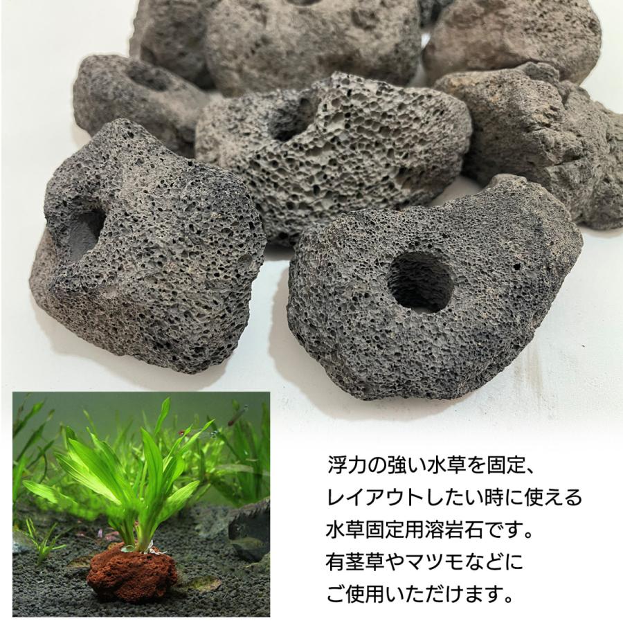 水槽 レイアウト 石 溶岩石 穴あき 水草固定用 SN-299-AY : すみよし屋