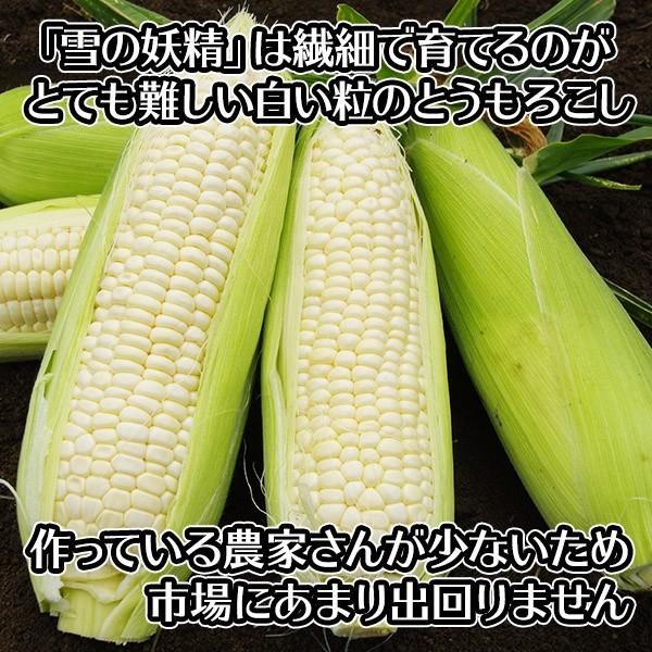 ゆん。明日発送！最後の一箱。朝採り　訳あり　とうもろこし　ホワイト 北国からの贈り物 訳あり とうもろこし 北海道 お取り寄せ 白い