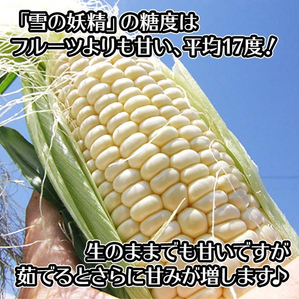 北国からの贈り物 訳あり とうもろこし 北海道 お取り寄せ 白い