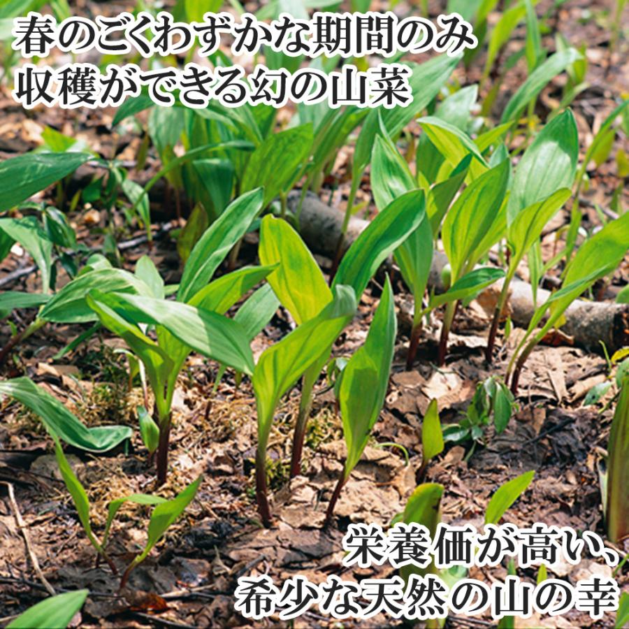北国からの贈り物 行者にんにく 1kg 行者ニンニク 北海道産 山菜 北国からの贈り物 行者にんにく 1kg 行者ニンニク 北海道産 山菜