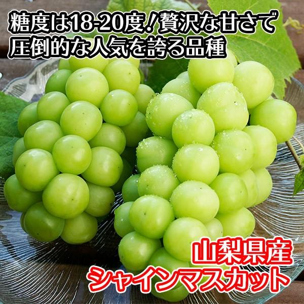 シャインマスカット 贈答用 ぶどう 山梨県産 フルーツ ギフト 果物 旬  