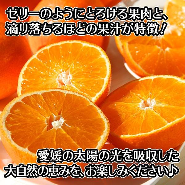 紅まどんな 訳あり 計1.8kg前後 甘い 愛媛 みかん 訳アリ ミカン 愛媛県 予約 産地直送 フルーツ ギフト プレゼント 食べ物｜snowland｜03