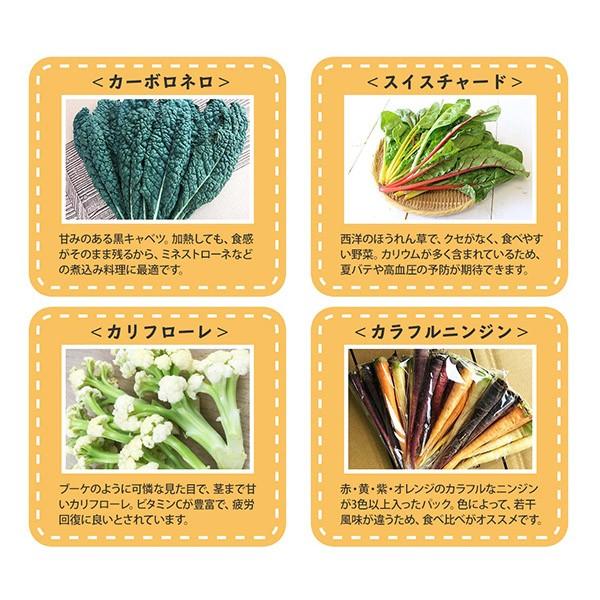 花chan　新鮮なタケノコ・白菜・大根等の野菜セット 新鮮 野菜セット 詰め合わせ 15種類 国産 おまかせ 010B507