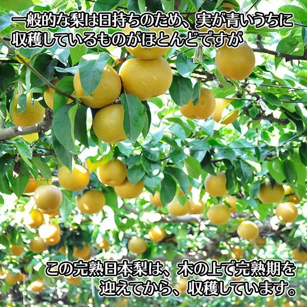 【9/7迄価格】 高梨豊　オリジナルプリント額装『町』より万定フルーツパーラー 楽天市場】【熊本県産 新高梨 選べる内容量】荒尾梨 吉野梨 熊本