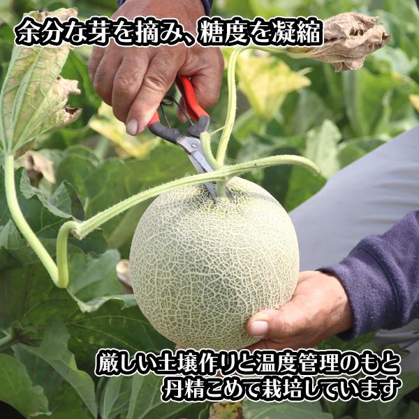 メロン 北海道 アサヒメロン 計2.6kg前後 優品or秀品 2玉 赤肉 マスクメロン ギフト 5月下旬-9月末｜snowland｜04