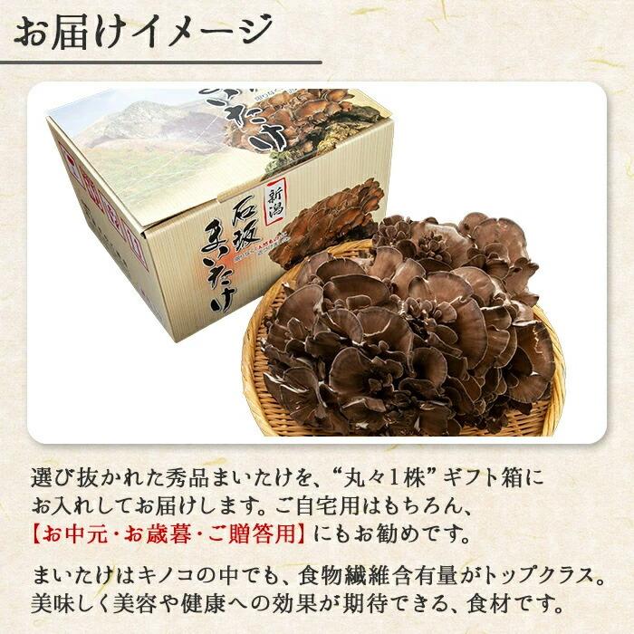北国からの贈り物 舞茸 化粧箱付 石坂舞茸 1kg 高級 まいたけ
