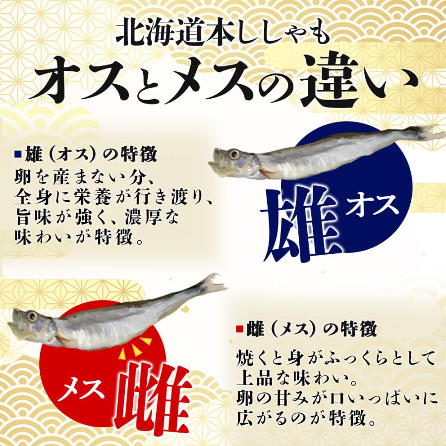 北国からの贈り物 本ししゃも 北海道産 オス メス各15尾 計30尾 ギフト