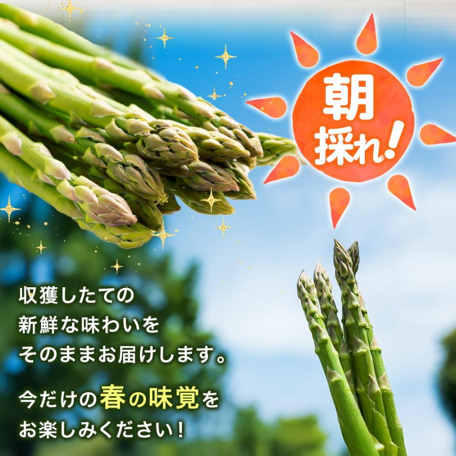 北国からの贈り物 (5月下旬-6月中旬) 北海道産 グリーンアスパラガス L