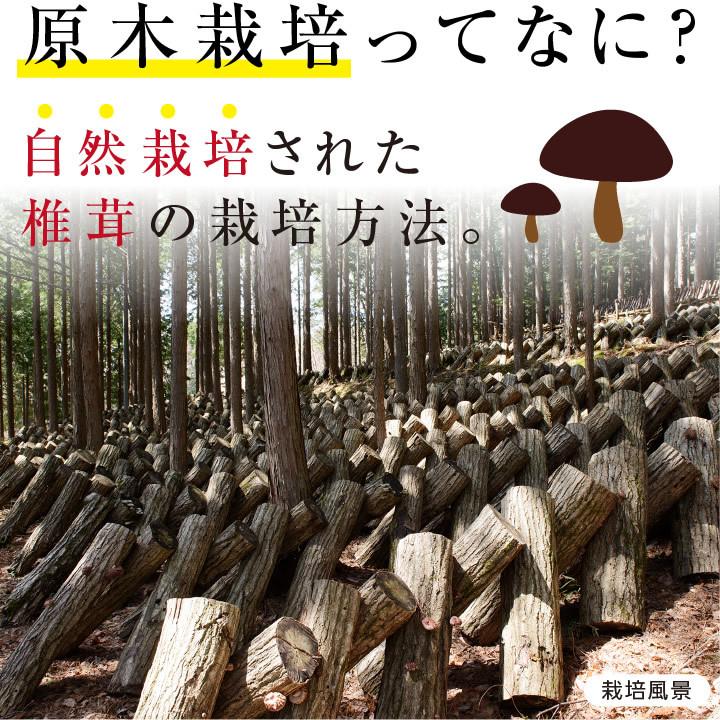 干し椎茸 120g 訳あり 小玉どんこ 干し 乾し しいたけ 椎茸 きのこ 原木栽培 無添加 ご家庭用 欠け椎茸 不揃い 乾燥椎茸 栄養満 国産  野菜 お徳用｜so-suke｜04