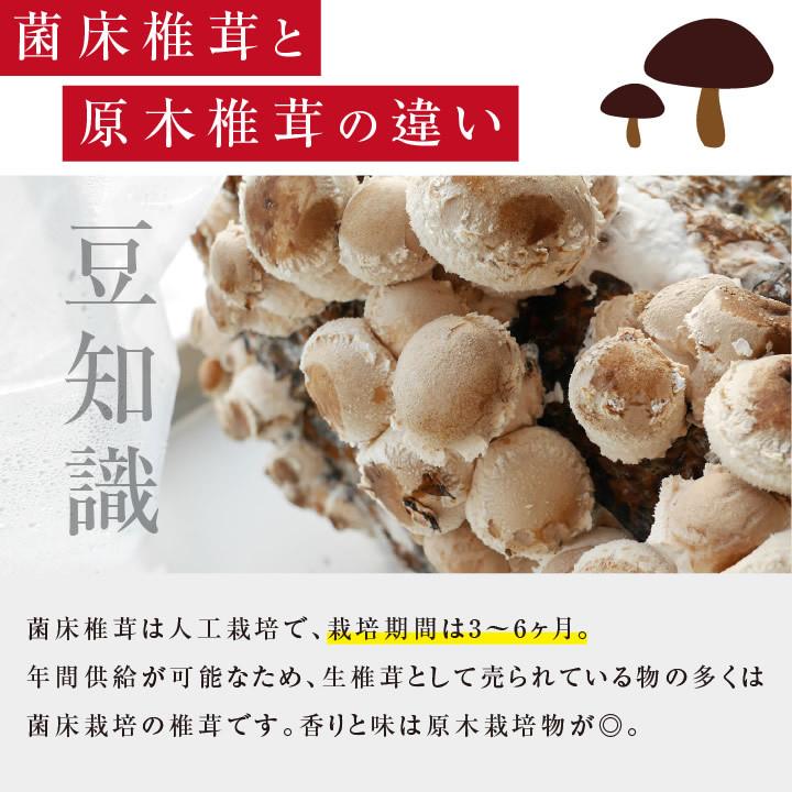 山下屋荘介 干し椎茸 80g 訳あり 小玉どんこ 椎茸 国産 乾燥しいたけ