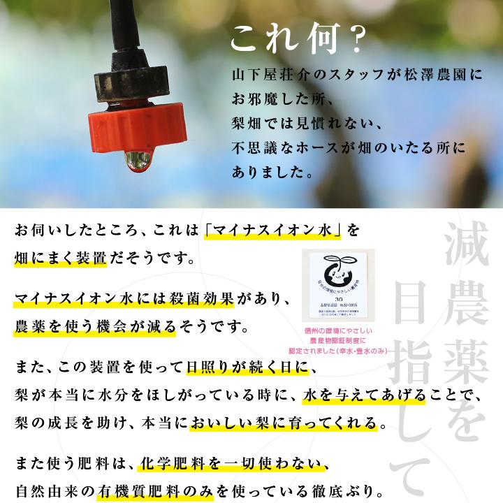 梨 長野県産 送料無料 秀品 3kg 幸水 豊水 二十世紀 南水 選べる品種 完熟なし 産地直送 甘い梨 旬の果物 ギフト お取り寄せ お中元 残暑見舞い 超PayPay祭 | 山下屋荘介 | 10