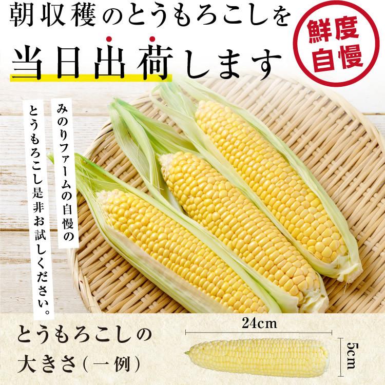 とうもろこし 2kg 6本セット 送料無料 トウモロコシ ゴールドラッシュミルキースイーツ わくわくコーン 長野県産 夏野菜 朝採り｜so-suke｜15