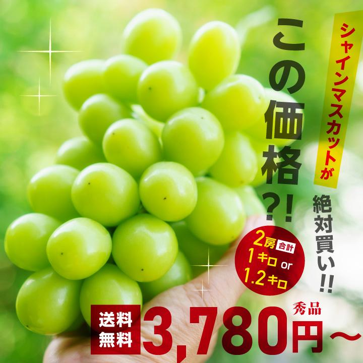 さぶ！シャインマスカット 1.2キロ 7/9発送分 S006 ぶどう シャインマスカット約1.2kg(2房)【冷蔵】 9月中旬