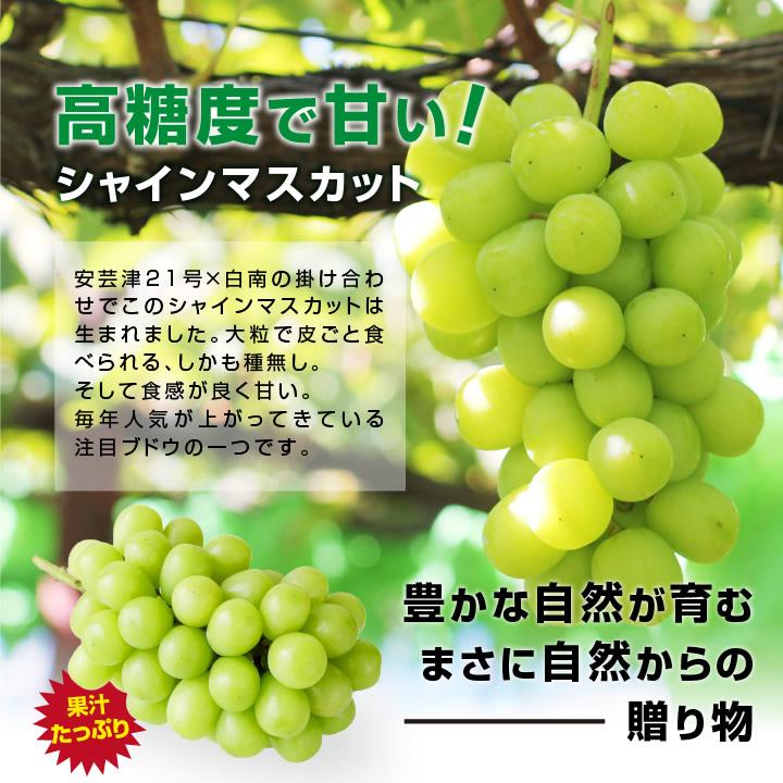 山下屋荘介 シャインマスカット 秀品 2房 約1.2キロ \最安値に 山下屋荘介 シャインマスカット 秀品 2房 約1.2キロ \最安値に