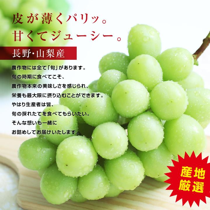 シャインマスカット 約2キロ 秀品 産地厳選 長野・山梨産 一房あたり約400〜800g 送料無料 ギフト 種なし 皮ごと 高糖度 大人気ぶどう 予約