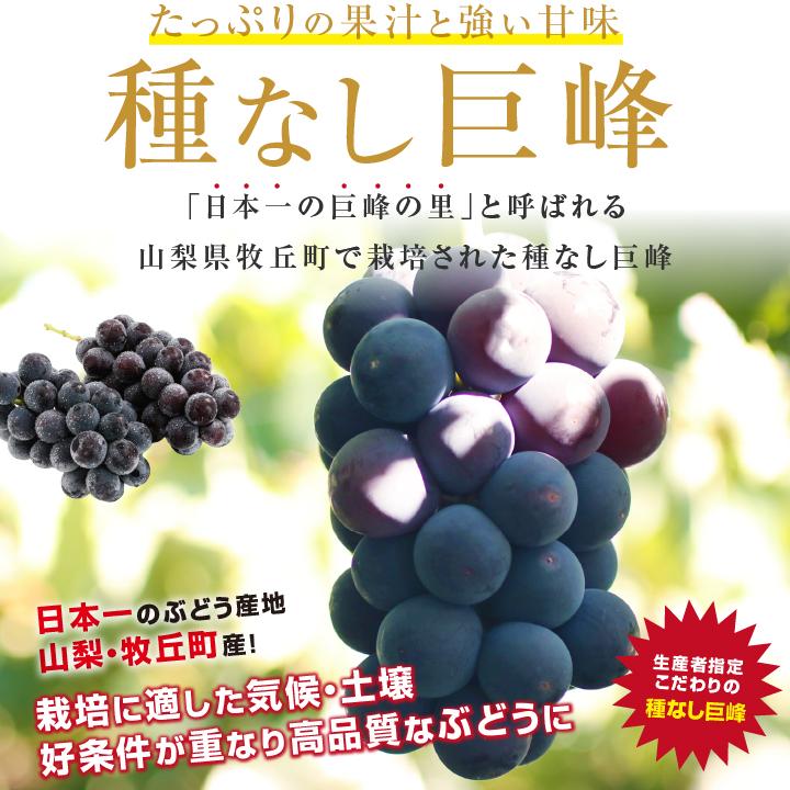 山下屋荘介 ぶどう 巨峰 種なし 種無し 約1kg 2房 秀品 送料無料 日本