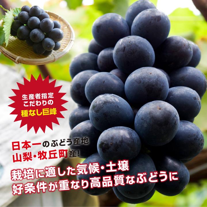 山梨県産 訳あり 巨峰 (種無し) 房 10kg 山下屋荘介 ぶどう 巨峰 種なし 種無し 約1kg 2房 秀品 送料無料