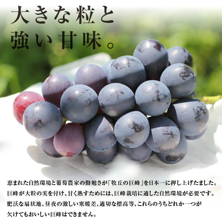 山下屋荘介 ぶどう 巨峰 種なし 種無し 約1kg 2房 秀品 送料無料