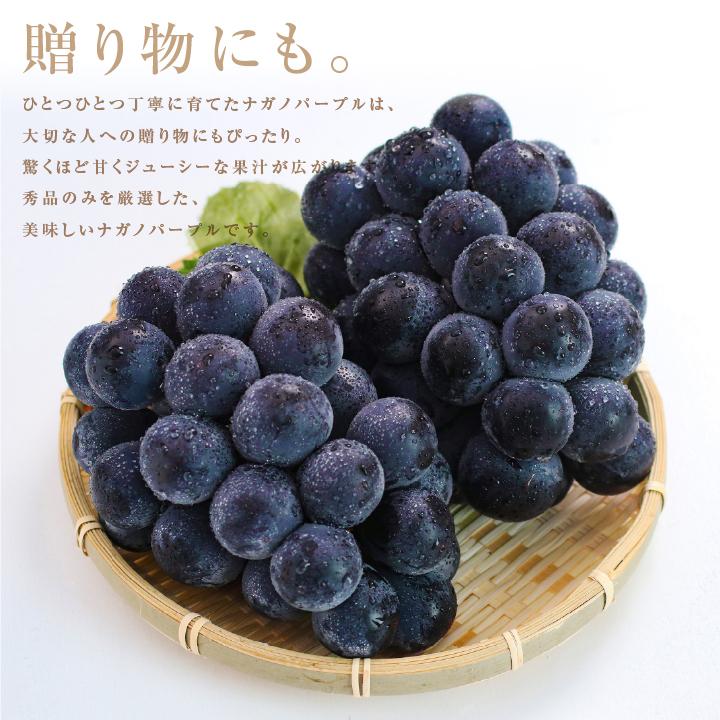 朝採れ 贈答品質 ナガノパープル3房 【大房】美味しい葡萄園 山下屋荘介 ナガノパープル 大房 約1.2kg 2房 秀品 長野県産 ぶどう