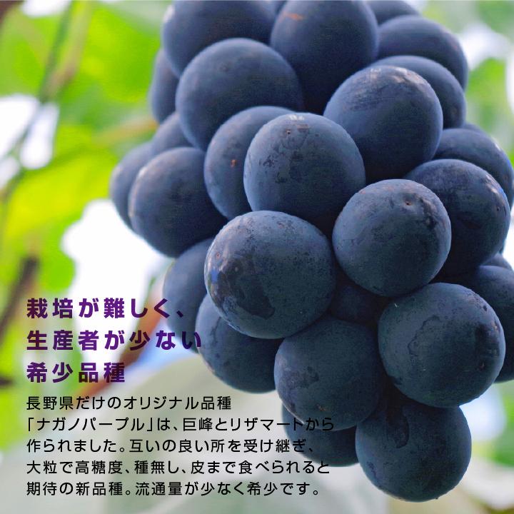 山下屋荘介 ナガノパープル 約2kg 3〜5房 秀品 長野県産 ぶどう 送料