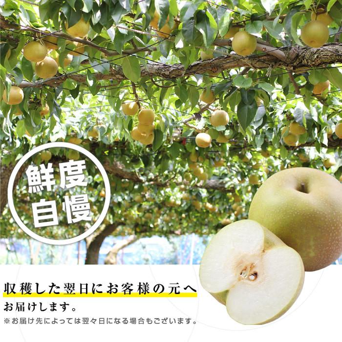 梨 長野県産 送料無料 秀品 10kg 幸水 豊水 二十世紀 南水 選べる品種 完熟なし 産地直送 甘い梨 旬の果物 お取り寄せ お中元 御中元 残暑見舞い | 山下屋荘介 | 11