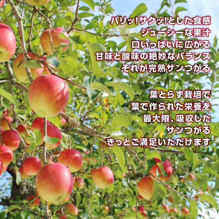山下屋荘介 りんご サンつがる 長野県産 3kg 秀品 8〜12玉 送料無料