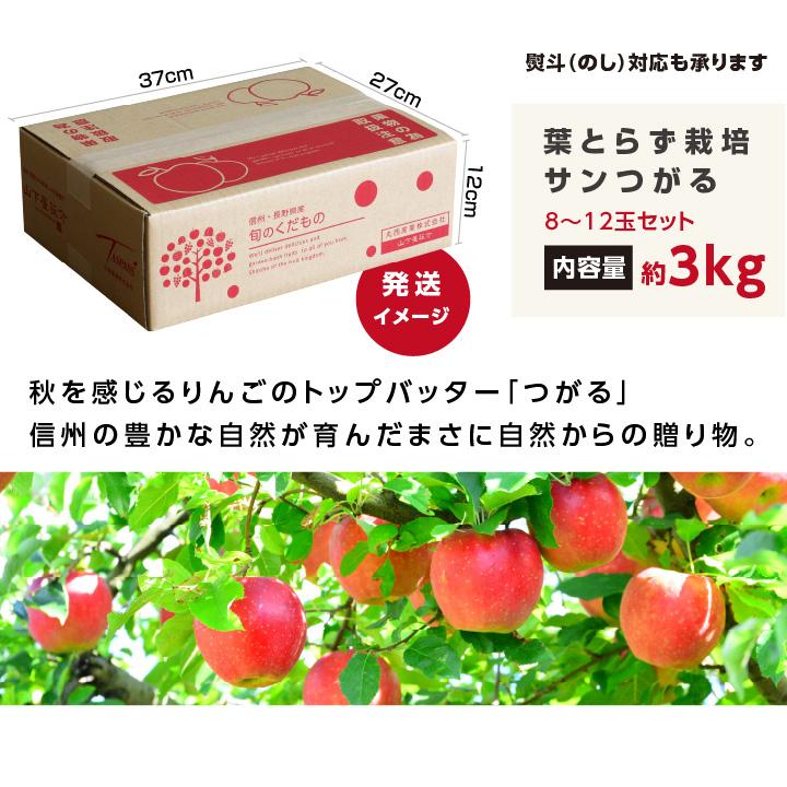 山下屋荘介 りんご サンつがる 長野県産 3kg 秀品 8〜12玉 送料無料