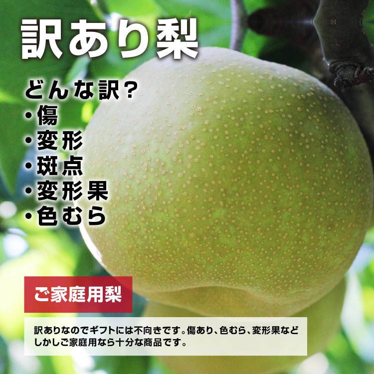 山下屋荘介 訳あり 梨 5kg 送料無料 長野県産 選べる品種！ 幸水 豊水